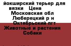 йокширский терьер для вязки › Цена ­ 3 000 - Московская обл., Люберецкий р-н, Октябрьский пгт Животные и растения » Собаки   